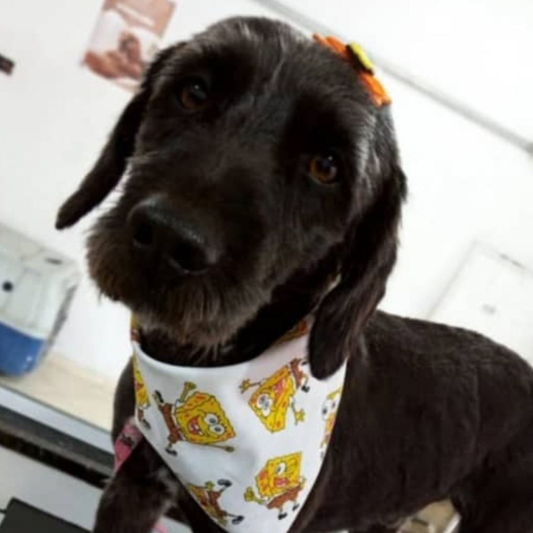 Nina depois da recuperação